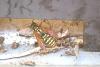 Polistes dominula